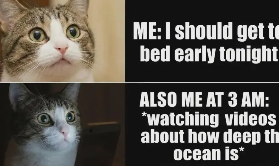 Sleep…Nah? Post meme…Hell yeah!!