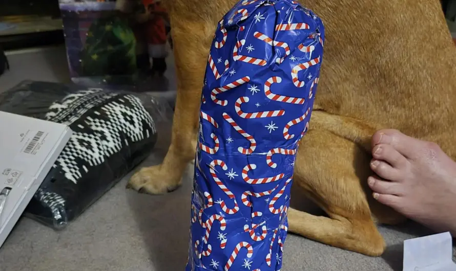 I wonder what it could be