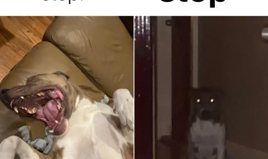 This dog is so photogenic it’s crazy