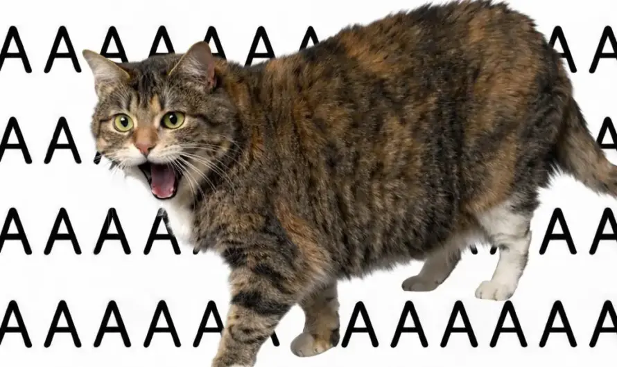 aaaaaaaaaaa