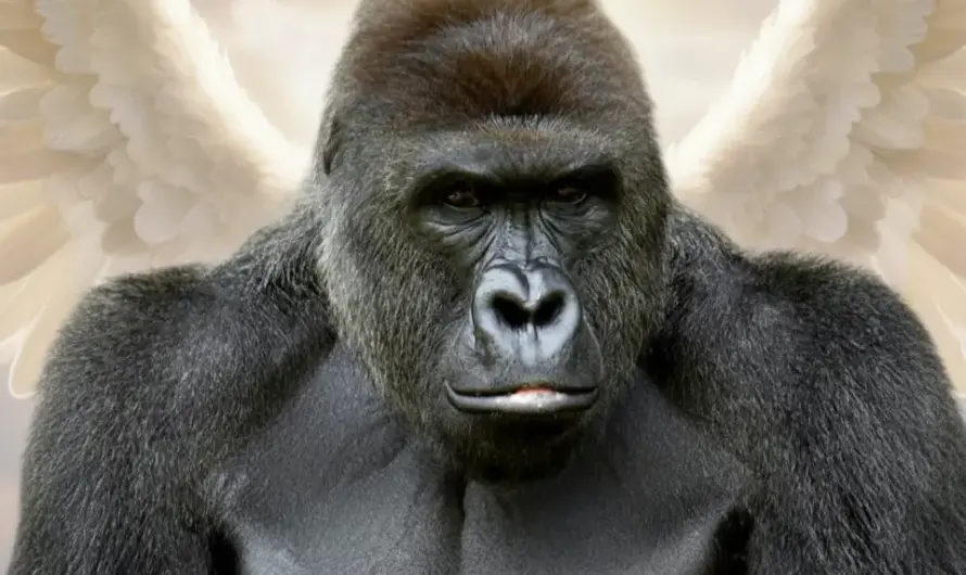 Fight brainrot with the original gorilla!