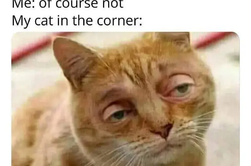 Those eyes say it all