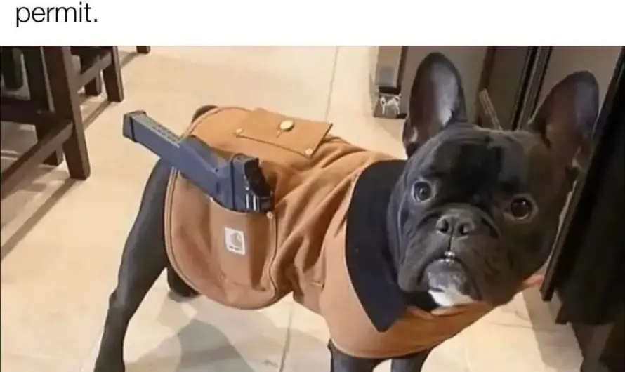 Best guard dog in the world