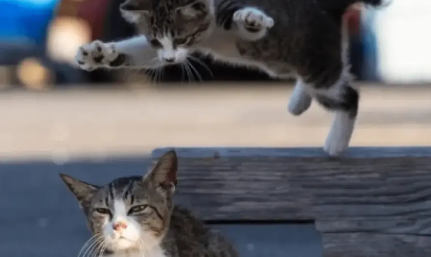 Have seen many subs getting ruined….