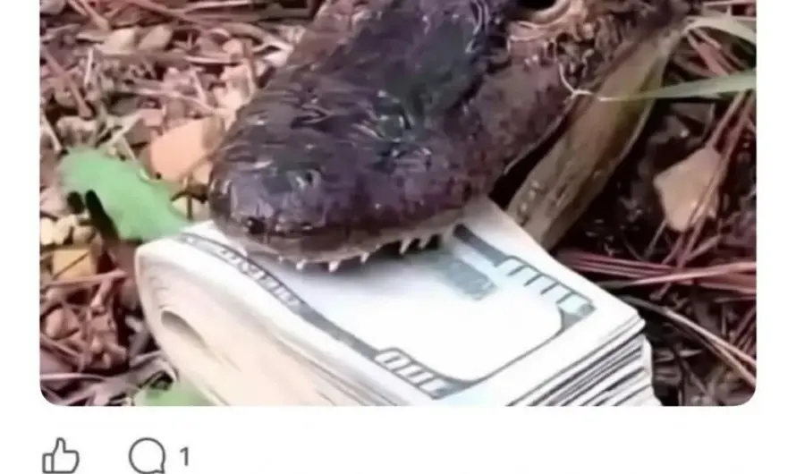 When life gives you one risky choice and one broke option.