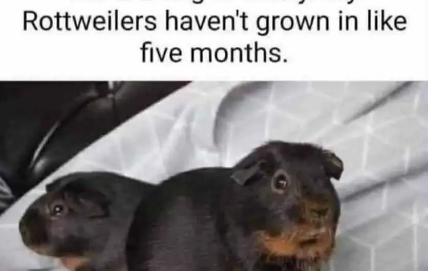 Dunno why they dont bark