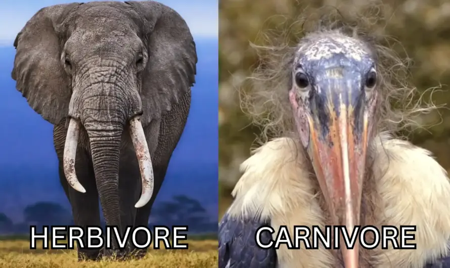 I’ve seen a few of these herbivore vs carnivore memes so I made my own