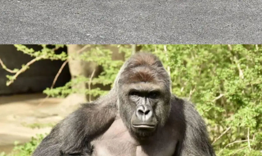 Please Lord Harambe. We are tired.